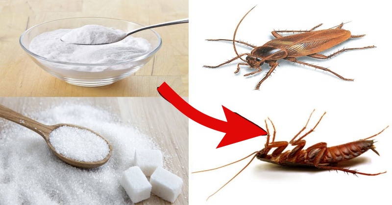 11 Easy Ways To Keep Fleas, Ants, And Roaches Out Of Your Home For Good