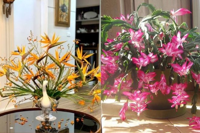 Người xưa có câu: “Ngũ hoa đua nở, phúc lộc đến nhà”, đó là 5 loại hoa nào?