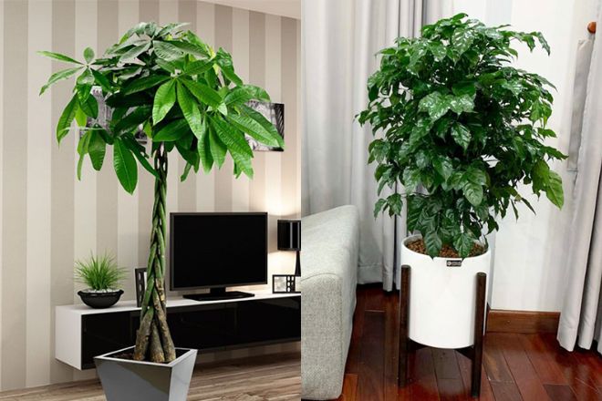 4 cây cảnh “an khang, thịnh vượng, chiêu tài, hút lộc”: Nhà bạn nhất định phải có một cây trong phòng khách
