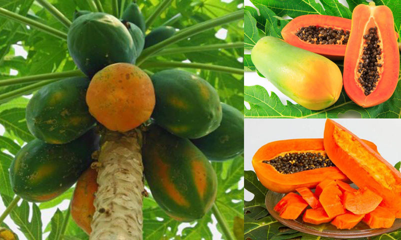 6 loại trái cây người sống thọ vẫn ăn thường xuyên: Ở Việt Nam bán đầy, tội gì không ăn