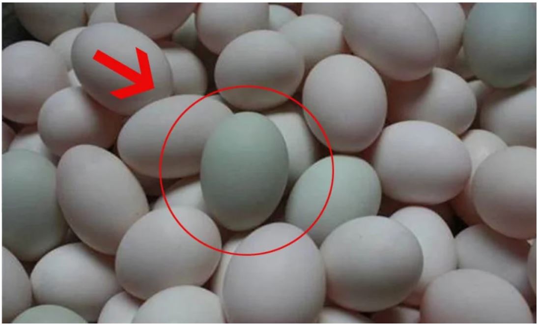 Trứng vịt nên chọn “vỏ trắng” hay “vỏ xanh”? Có sự khác biệt rất lớn, nếu biết bạn sẽ không bao giờ chọn sai