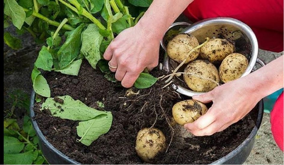 Cách trồng khoai tây cực dễ từ củ mọc mầm, ai cũng có thể làm được