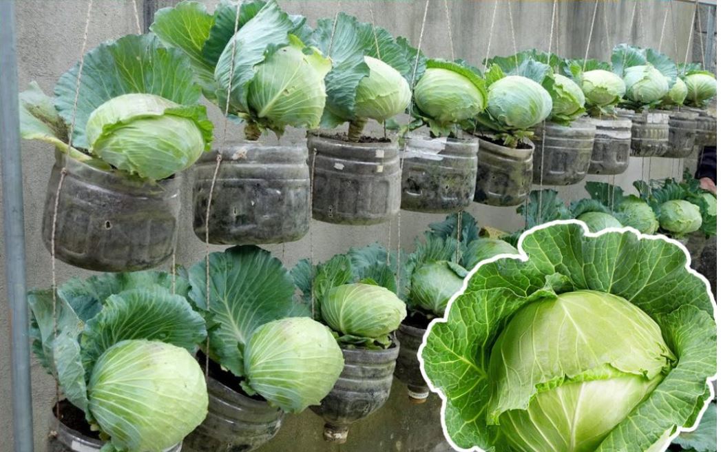 Không cần vườn rộng, vẫn có cách trồng bắp cải trong chai nhựa, thùng xốp vô cùng đơn giản