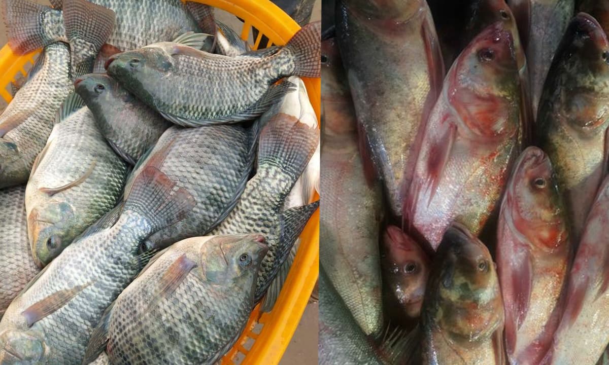 5 loại cá ‘bẩn nhất’ ở chợ, chứa nhiều kim loại nặng và ký sinh trùng, người bán cũng không ăn, cố gắng cho gia đình bạn ăn càng ít càng tốt