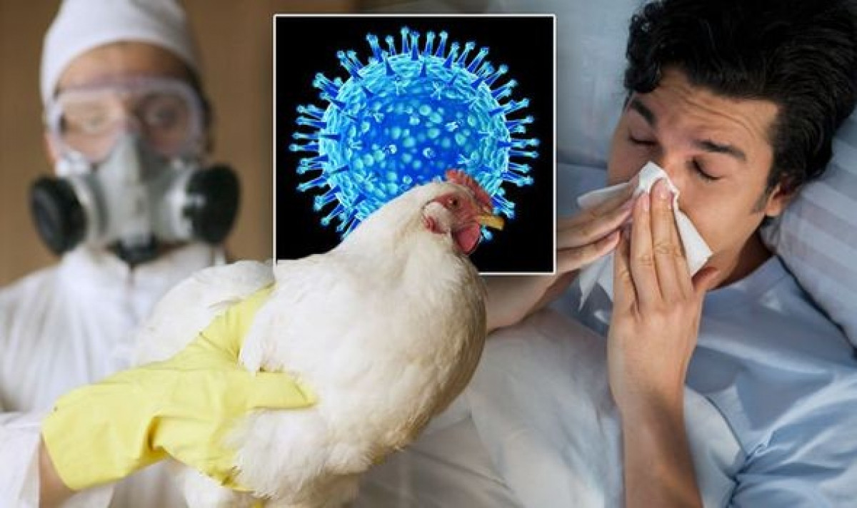 Mọi điều cần biết về virus H5N1, có thể nghiêm trọng hơn 100 lần so với đại dịch COVID-19