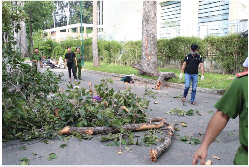 Cành cây lớn rơi trúng nhóm người tập thể dục trong công viên, 2 người tử vong