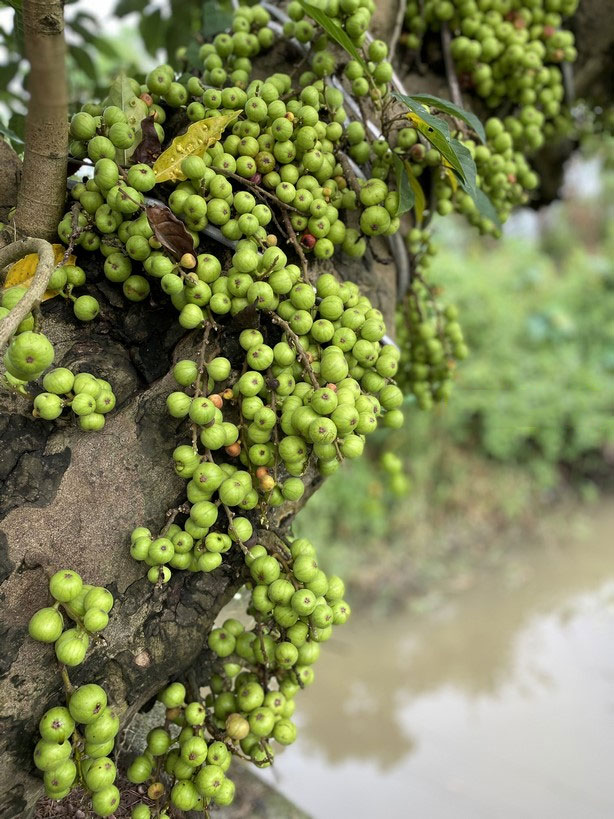 5 loại cây trồng trước nhà l:y ta:n, lụ:i b:ại, nghè:o không ngóc đầu lên được: Trồng sau nhà giữ của cải giàu