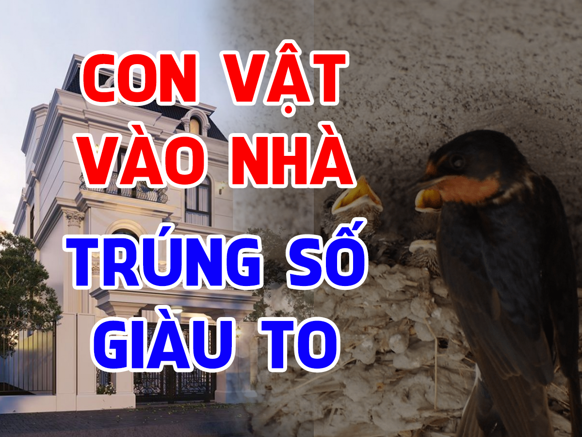 4 con vật vào nhà mang theo may mắn: Gia chủ Trúng Số Giàu To