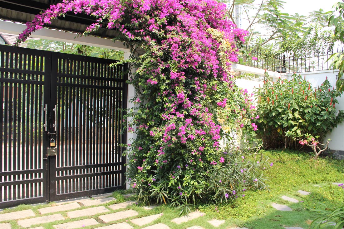 5 loại hoa nên trồng trước nhà, càng nở càng hút lộc