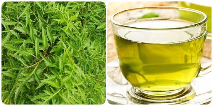 Uống nước lá đinh lăng cực tốt với 3 người này, đừng bỏ phí!