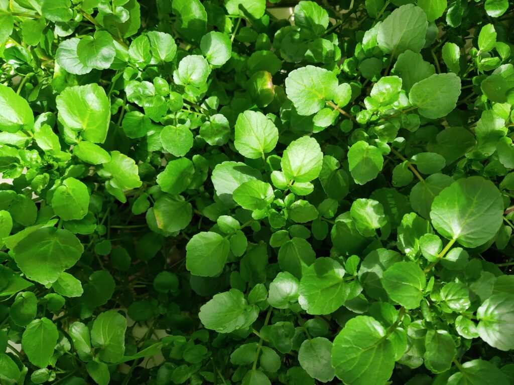 Cả thế giới mở tiệc ăn mừng vì mới phát hiện ra loại rau có khả năng chống UT