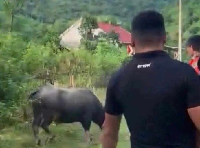 Đang đi chơi trên đường, b/é g/ái 4 tu//ổi bị trâu húc tuvong