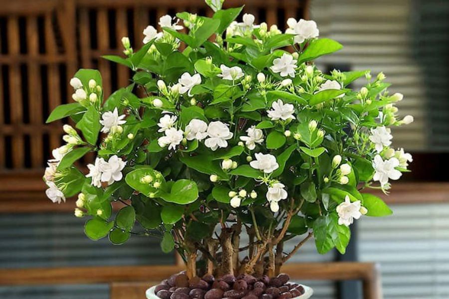 Trồng 5 loại cây này trong phòng khách, 9/10 gia đình giàu lên nhanh chóng