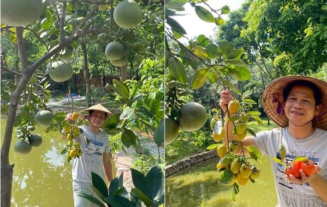 Khu vườn của Trọng Tấn ở quê nhà Thanh Hóa: Bưởi – hồng sai lúc lỉu, có loại rau làm nhiều người nhớ quê