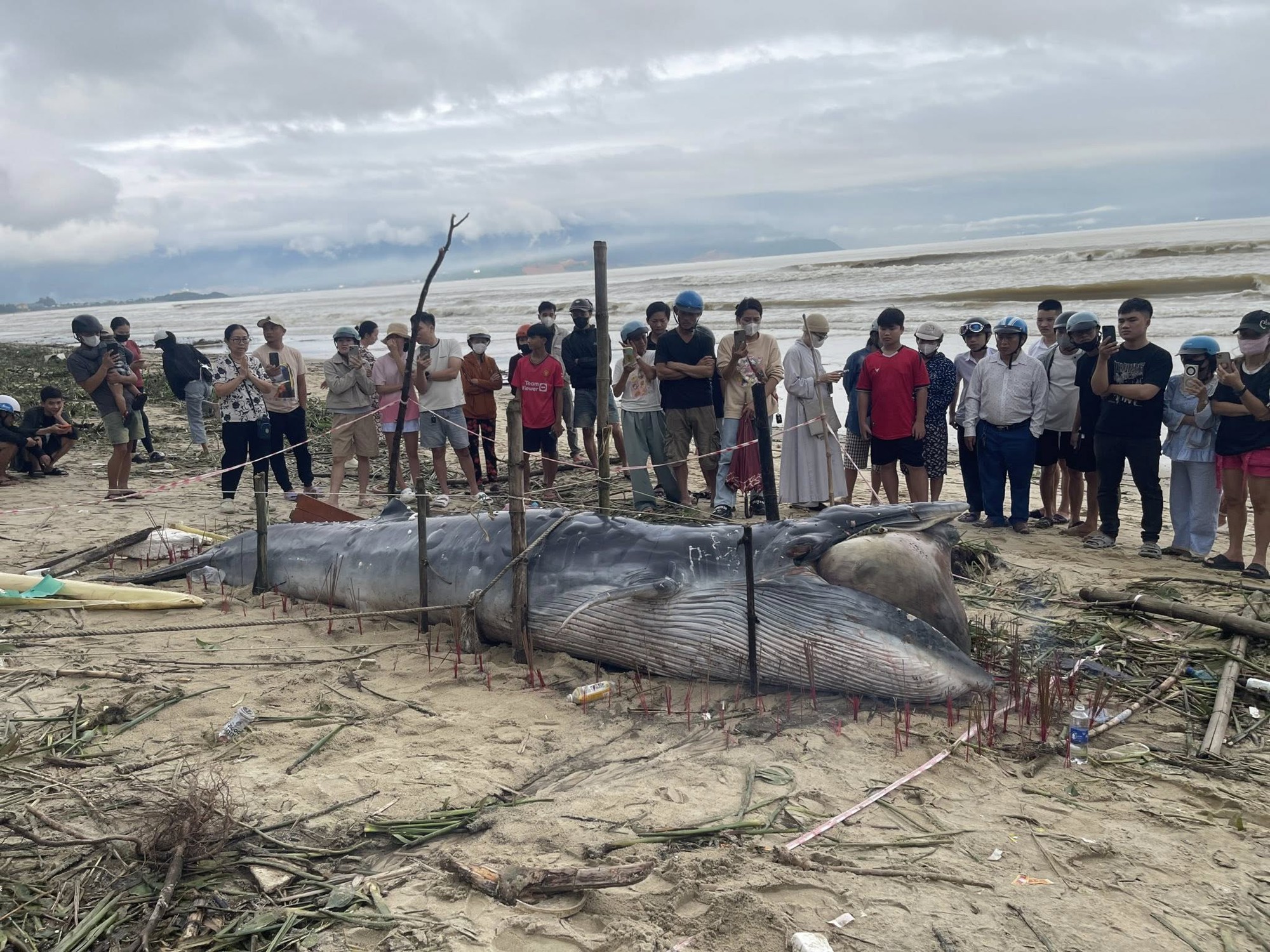 Cá ông dạt vào bờ biển là điềm tốt hay xấu? Ngư dân 40 năm đưa ra giải thích