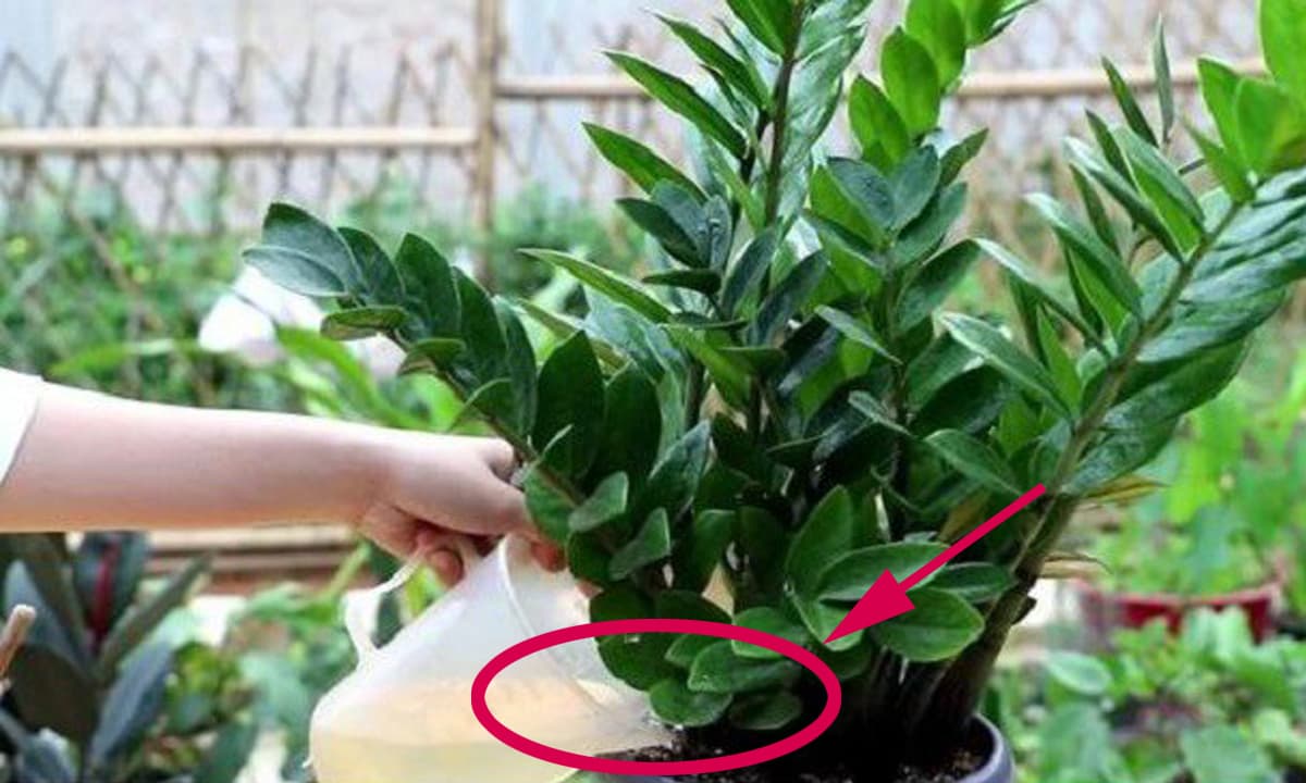 Tưới cốc nước này, Kim Tiền vàng thân – rụng lá mấy cũng xanh tốt lại mơn mởn