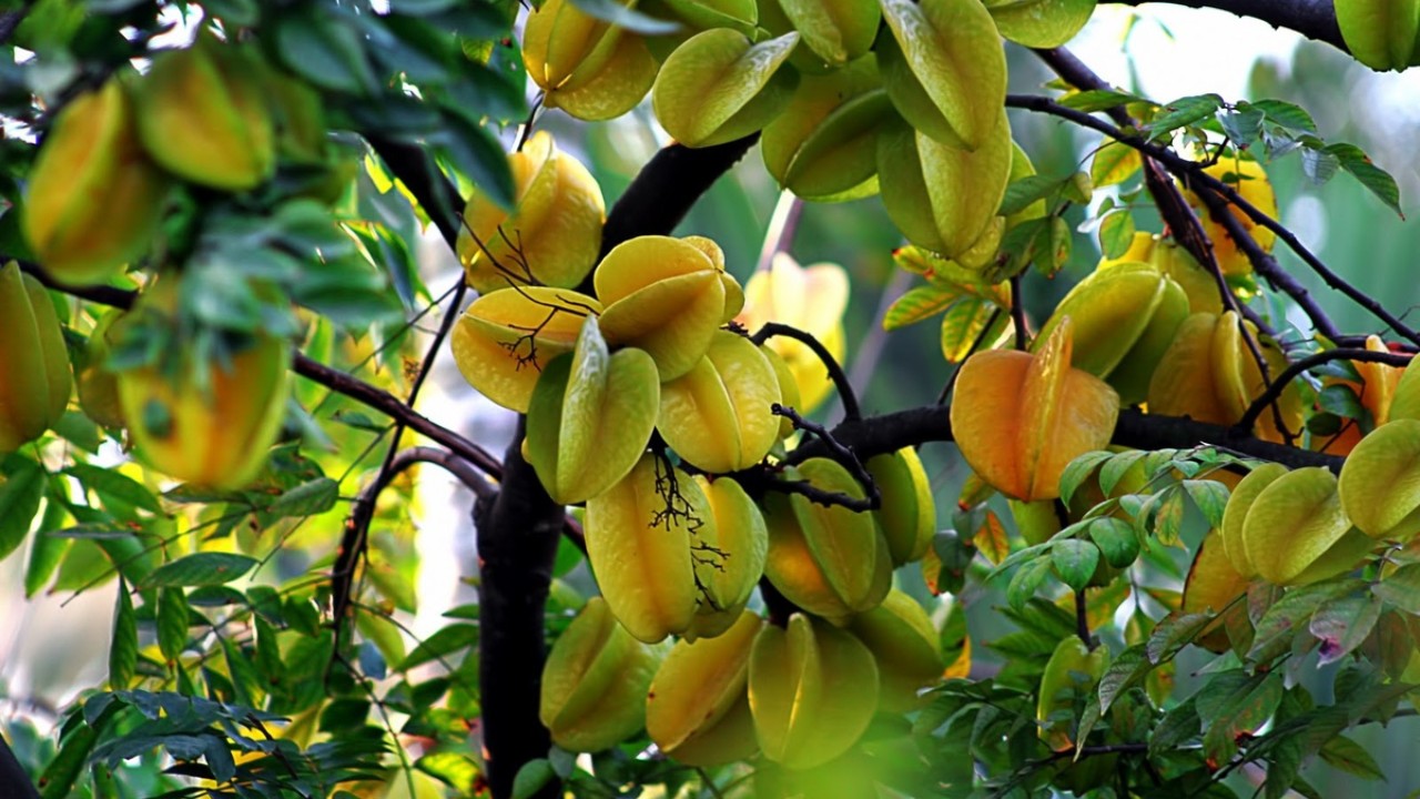 Trồng Khế vị trí nào tốt nhất: Ai không biết thật đáng tiếc