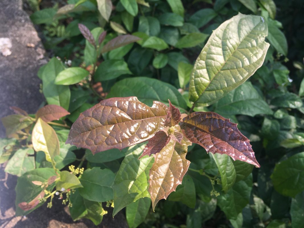 Có nên uống nước cây xạ đen hàng ngày?