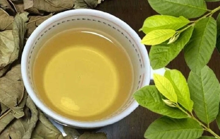 Thường xuyên uống nước lá ổi, cơ thể nhận được 5 lợi ích tuyệt vời này