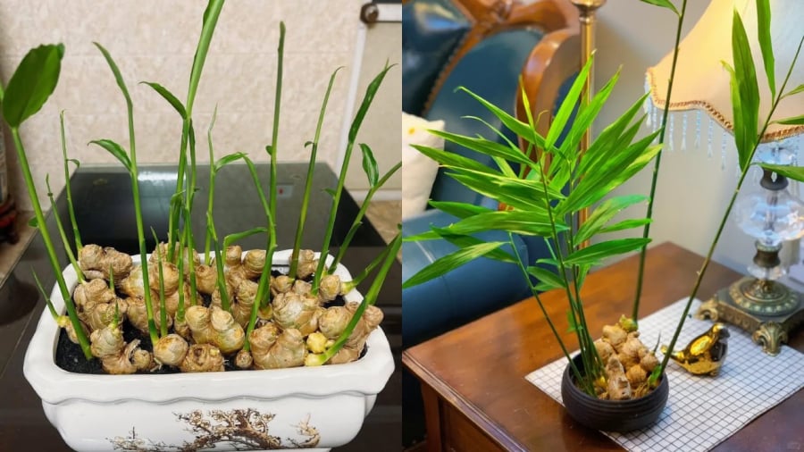 Vì sao càng ngày càng có nhiều người trồng gừng phong thủy?