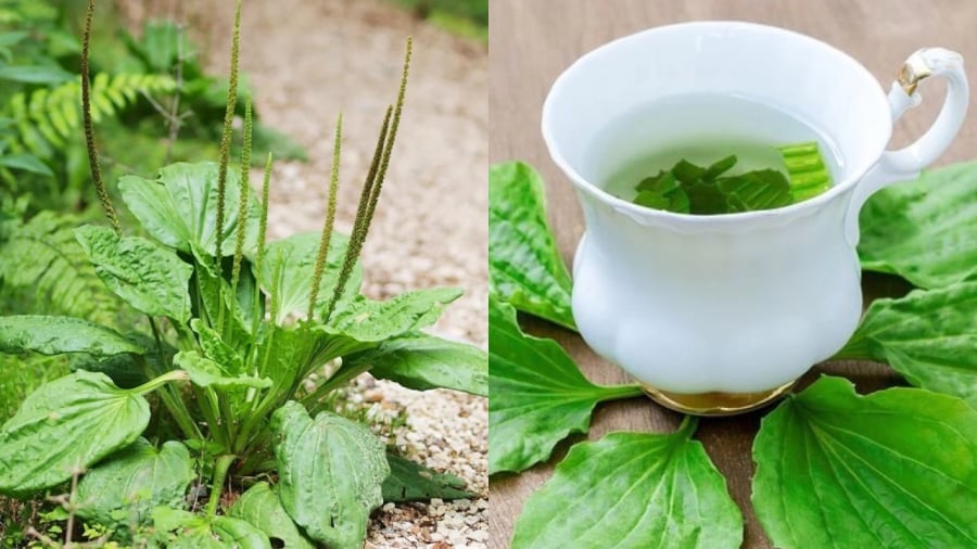 Lấy 5 loại lá dân dã này đun nước uống, vừa mát gan, vừa làm sạch phổi