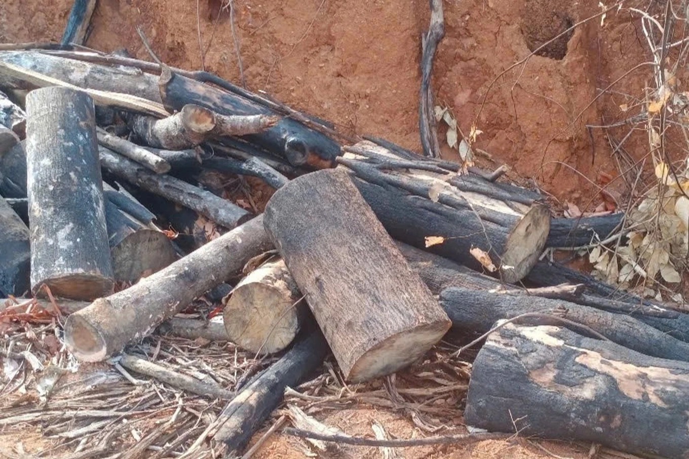 Điều tra vụ xâm hại gần 95ha rừng tại Gia Lai